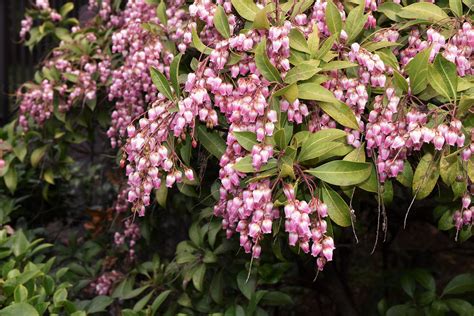 花樹種類|庭木図鑑 植木ペディア